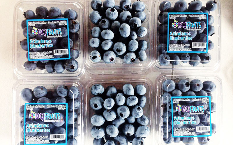 Mexican Blueberries